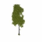 شجرة النباتات البرية