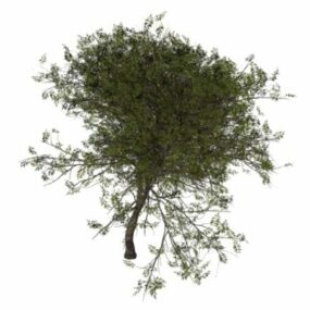 Wild Service Tree 3d model