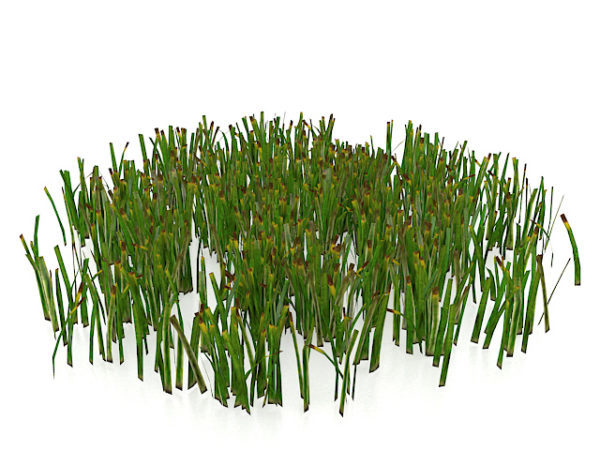 Verwelktes Gras