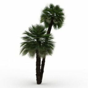 Windmill Palm Tree 3d model