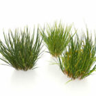 Winter Grasses