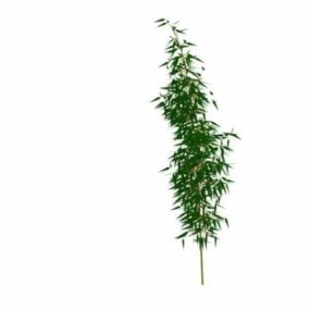 Woody Plants Bamboo 3d model