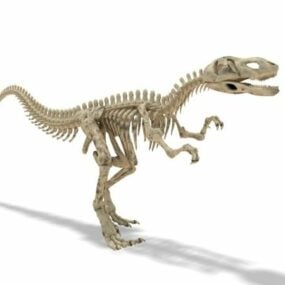 Szkielet dinozaura Yangchuanosaurus Model 3D