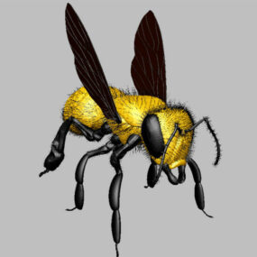 Modello 3d della mosca gialla