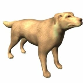 3д модель желтой лабораторной собаки