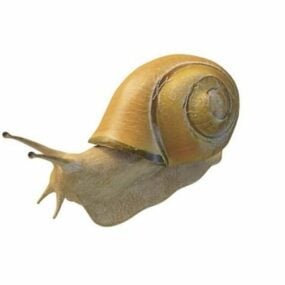 Animal Yellow Snail 3d model