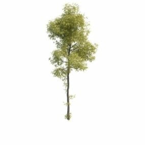 Young Ash Tree 3d model