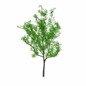 3д модель молодого дерева гикори