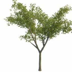 Young Maple Tree 3d model