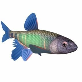 Model 3d Hewan Ikan Zacco Platipus