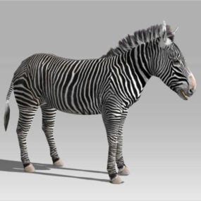 Zebra-tuig en geanimeerd 3D-model
