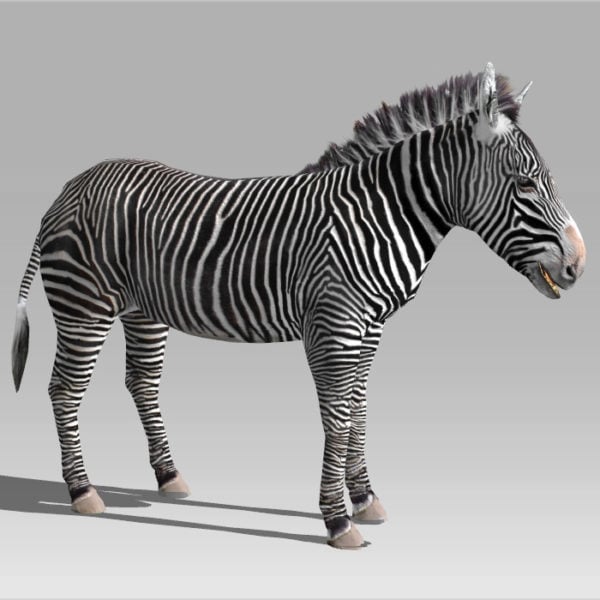 Zebra Rig & Animated