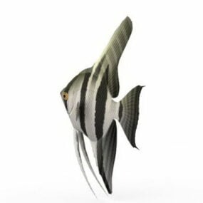 Zebra Angelfish Animal 3d model