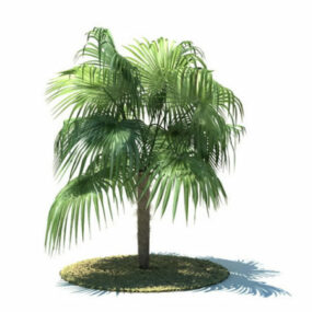 Zombia Antillarum Tree 3d model