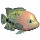 Redhead Cichlid Fish Animal