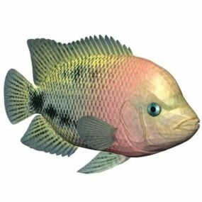 Mô hình 3d động vật cá Cichlid đầu đỏ