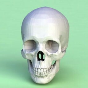 نموذج ثلاثي الأبعاد للهيكل العظمي البشري منخفض البولي