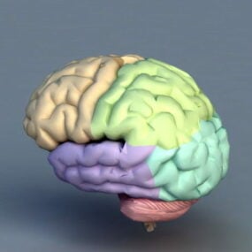 인간 두뇌 3d 모델