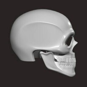 치아와 인간의 두개골 3d 모델