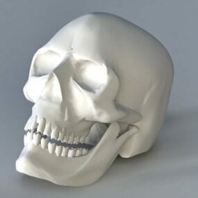 3д модель женского черепа