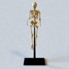 Esqueleto del cuerpo humano de anatomía