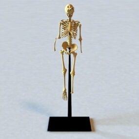 Anatomi Människokroppens skelett 3d-modell