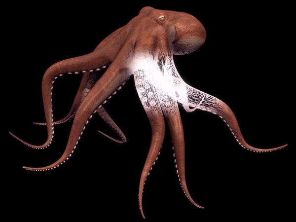 Animal Common Octopus