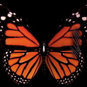 Wild Monarch Butterfly 3d model