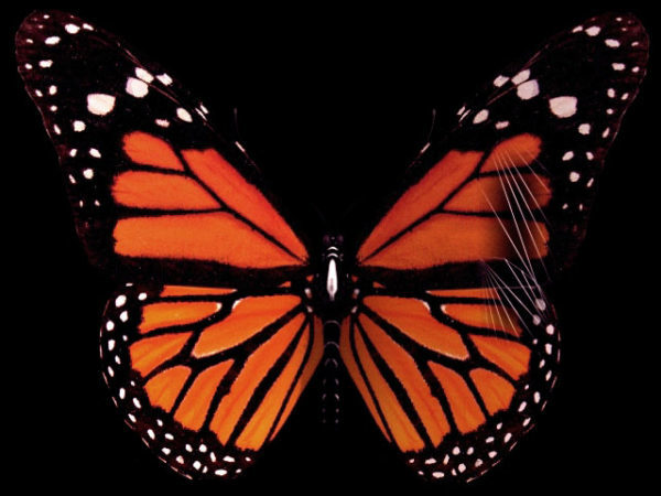Бабочка дикий монарх