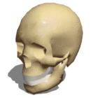 Anatomia cranio femminile