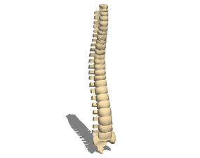 Modelo 3d da coluna vertebral humana de anatomia