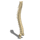 Anatomy Human Vertebral Column