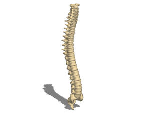 Anatomia Ihmisen selkärangan 3d-malli