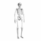Anatomie Squelette Humain