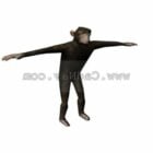 Chimpanzee Monkey Animal