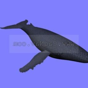 거대한 혹등고래 3d 모델