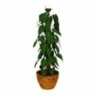 Indoor Tall Potted Plant
