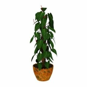 室内高盆栽植物3d模型
