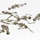 Anatomie Human Skeleton