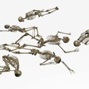 Menselijk skelet Man en vrouw 3D-model