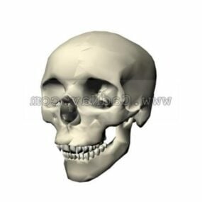 3д модель женского черепа