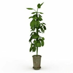 3д модель офисного высокого горшечного растения