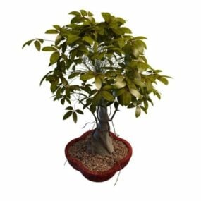 Modello 3d di albero bonsai giapponese da interno