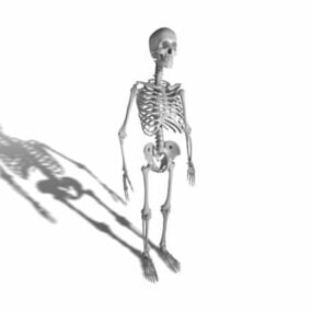 Anatomía Esqueleto humano adulto modelo 3d