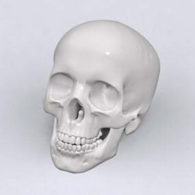 Realistyczny model 3D czaszki człowieka