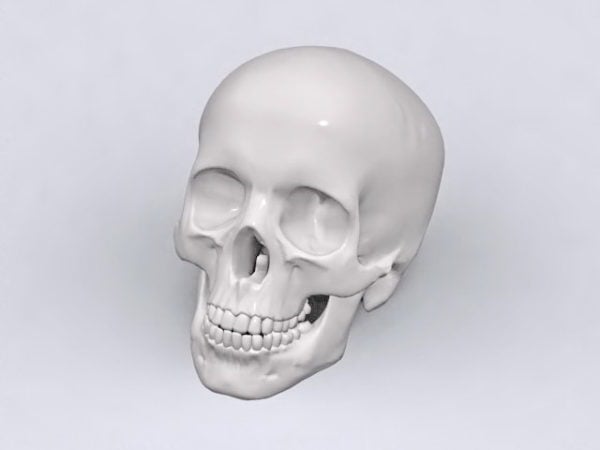 Anatomy Adult Human Skull
