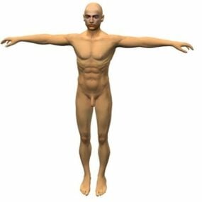 Aikuisen miehen kehon anatomia 3d-malli