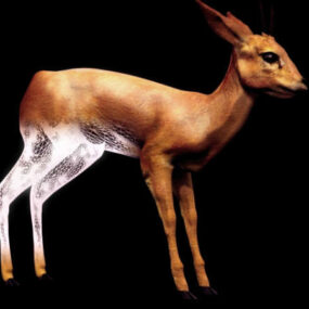 Animal Afrique Oribi modèle 3D