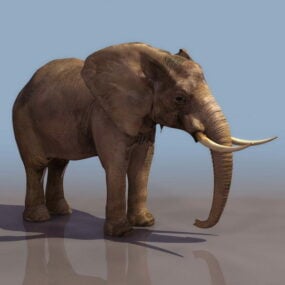 דגם תלת מימד של פיל יער אפריקאי בעלי חיים