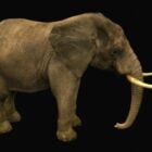 ذكر الفيل الأفريقي البرية